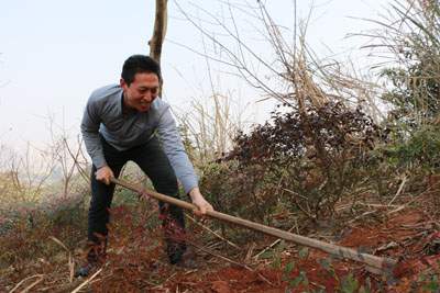 万通师生植树